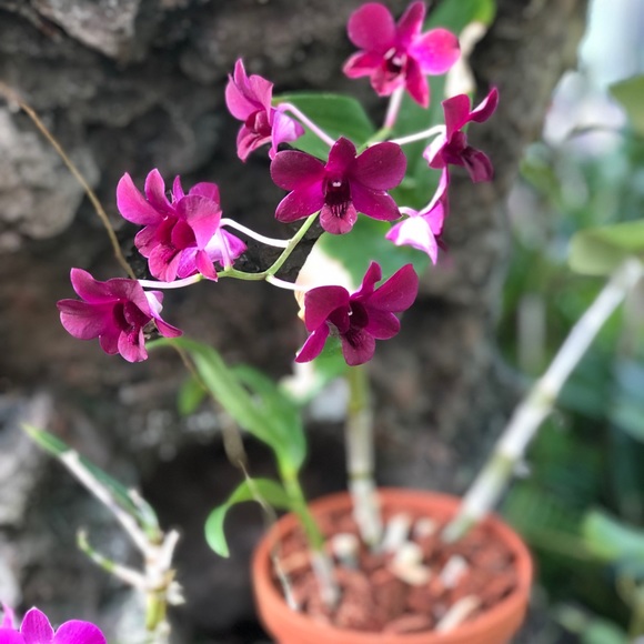 Meet your Posher, Rory - Picture 2 of 4